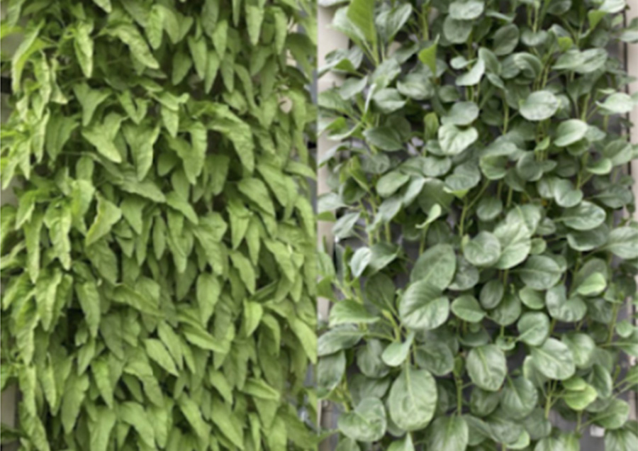 Vertical Farming – Reinvented for Urban Cities
