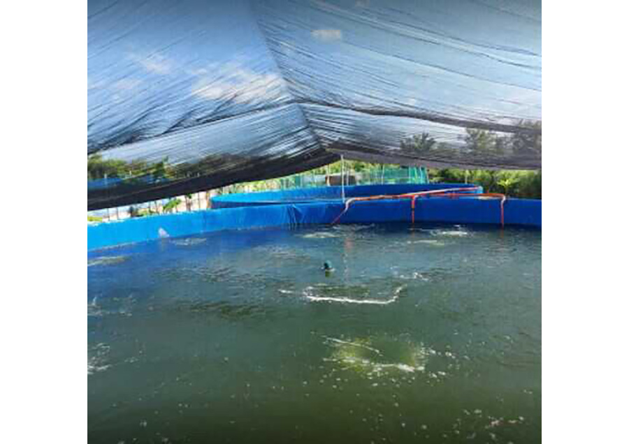 Intensive Aquafarming using Biofloc Technology